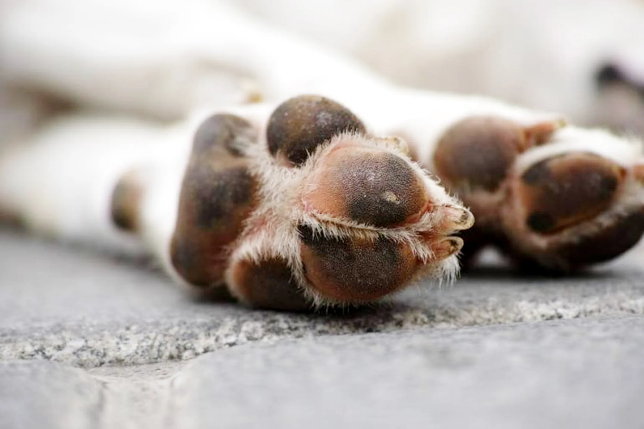 Animais > mortos terão destinação correta - Foto: Divulgação/assessoria