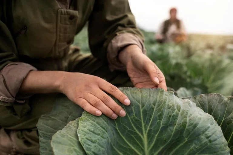 O Pronaf visa promover o desenvolvimento sustentável do meio rural através do apoio as atividades agropecuárias e não-agropecuárias. - Foto: Divulgação