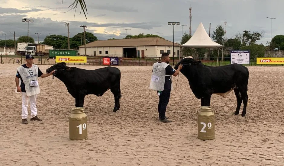 Mais de 100 animais da raça Girolando participaram neste ano - Foto: Duda Schindler/CBN-CG