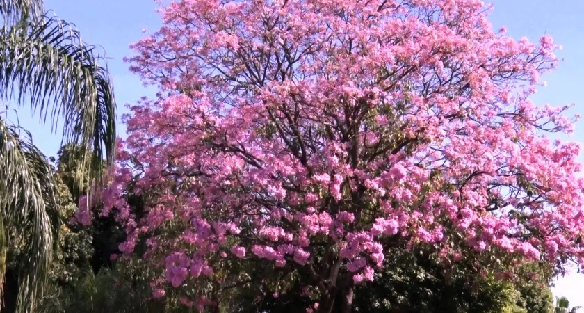 Três Lagoas possui 196 mil árvores plantadas, sendo ipês em sua maioria. - Foto: Reprodução/TVC