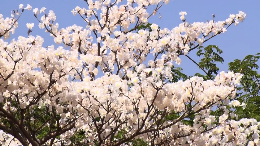 Ipês só florescem uma vez ao ano. - Foto: Reprodução/TVC