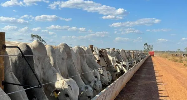 Bovinos engordam no sistema de confinamento - Foto: Reprodução/ Acrissul