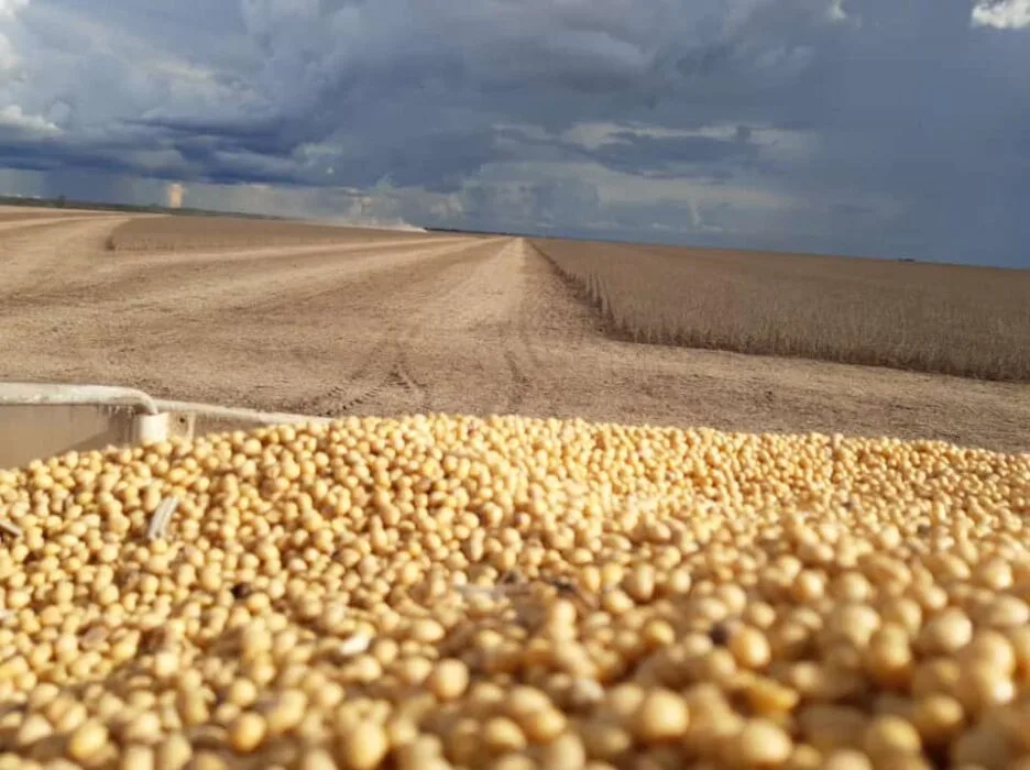 A soja liderou o ranking dos produtos exportados - Foto: Reprodução/ Portal Mia