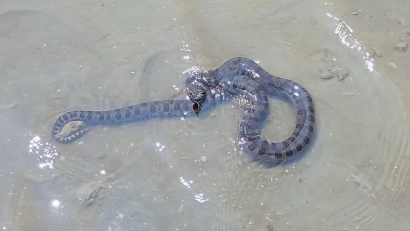 Animais não foram capturados e seguem na Segunda Lagoa. - Foto: Divulgação/Assessoria