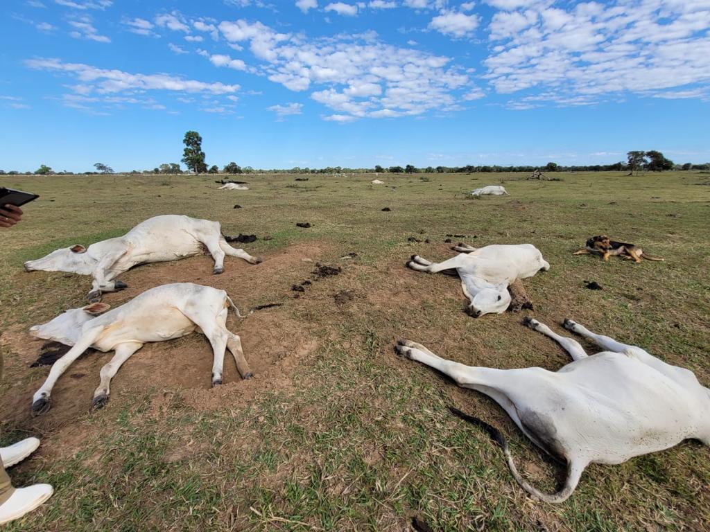 Baixas temperaturas podem ser causa de mortes de animais em MS. Em 2023, 2.660 animais morreram por hipotermia - Foto: Reprodução/ SBA