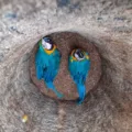 . O monitoramento das aves na Lagoa Maior é contínuo, e medidas são adotadas para garantir a segurança dos filhotes. 