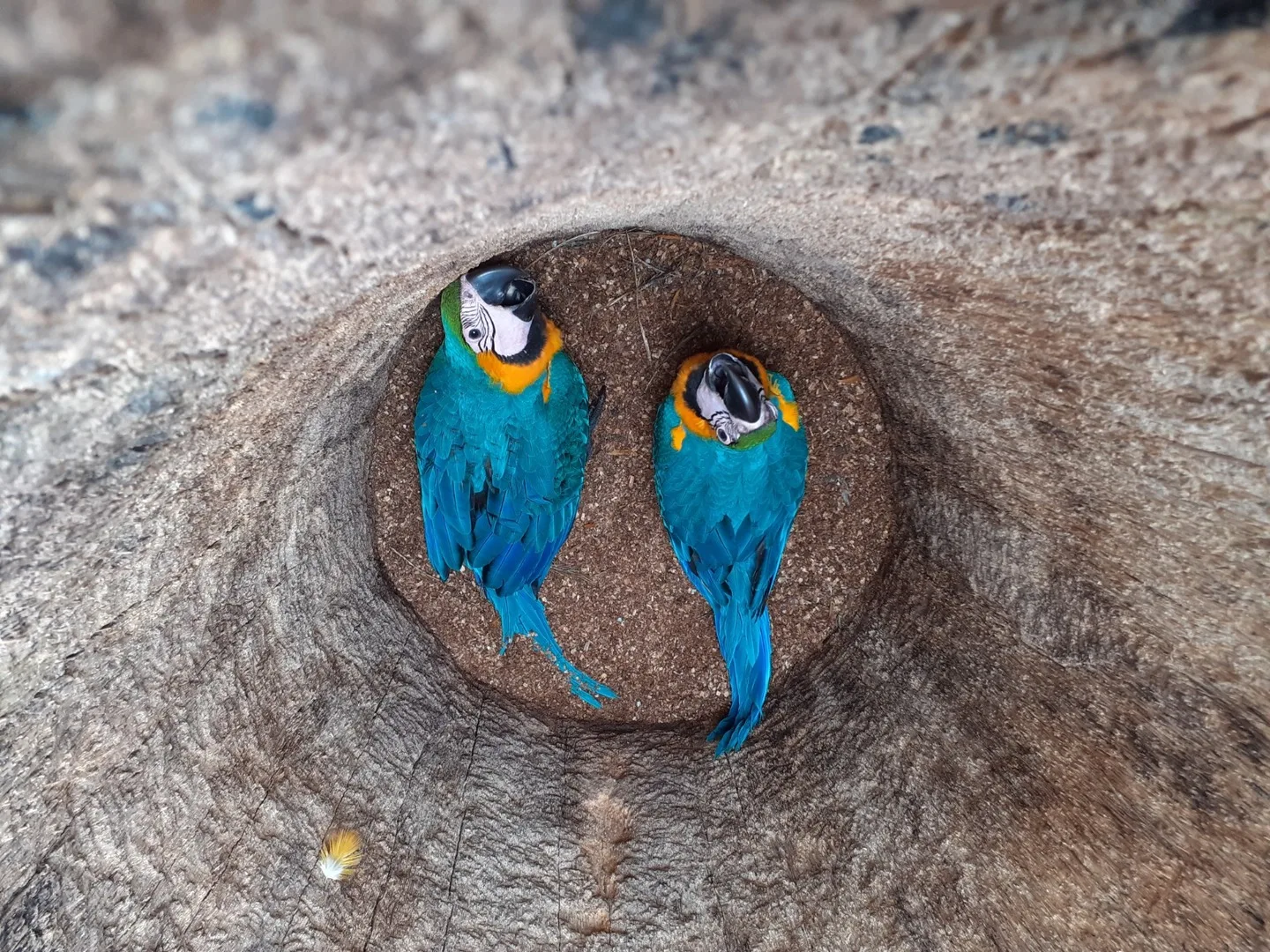 Uma das maiores atrações naturais de Campo Grande são as araras, que voam livremente pelos céus e embelezam a paisagem urbana - Divulgação/Instituto Arara Azul