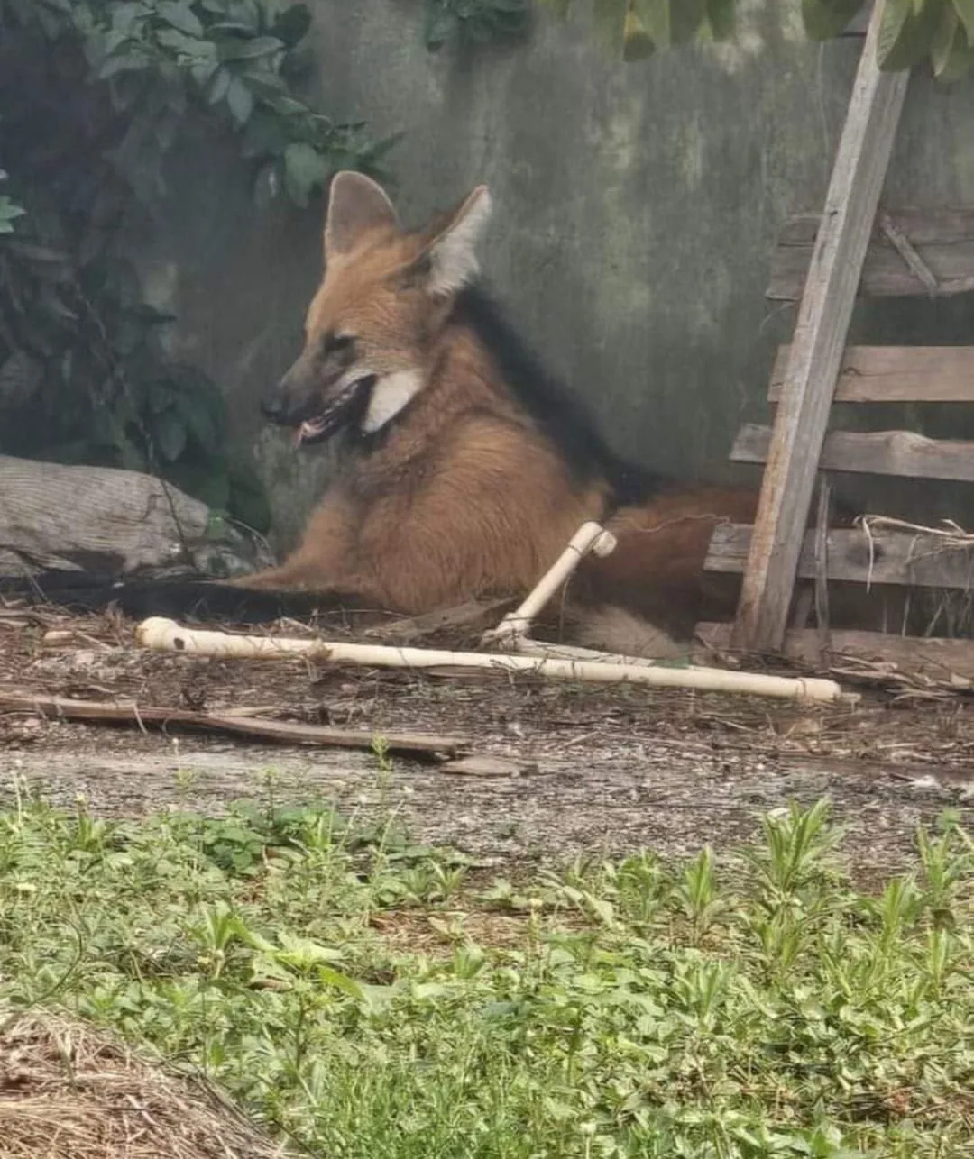 Animal, símbolo do Cerrado, estava em boas condições de saúde - Divulgação/PMA