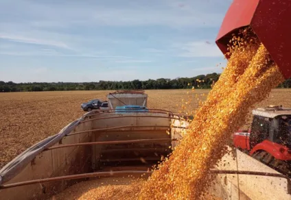 Tendência é de alta no mercado futuro do milho - Foto: Reprodução/ Famasul