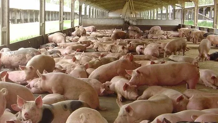 5,2 mil toneladas de carne suína in natura foram exportadas nos primeiros 20 dias úteis de julho - Foto: Reprodução/ Agroceres