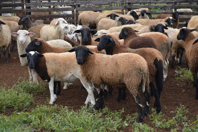 A portaria estabelece normas e procedimentos para o trânsito intra-estadual e interestadual de ovinos. - Foto: Reprodução/ Semadesc