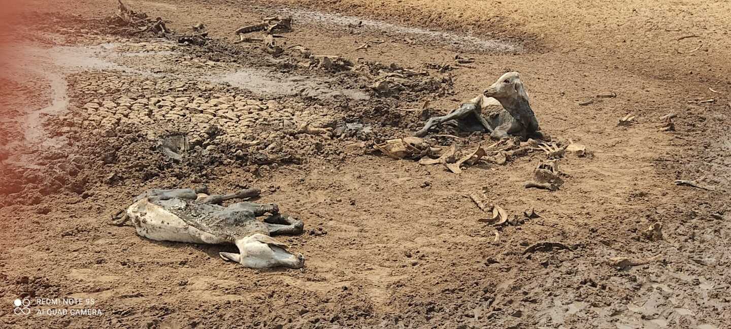 Carcaças e animal agonizado em lagoa que secou no município de Rio Verde - Foto : Divulgação/PMA-MS