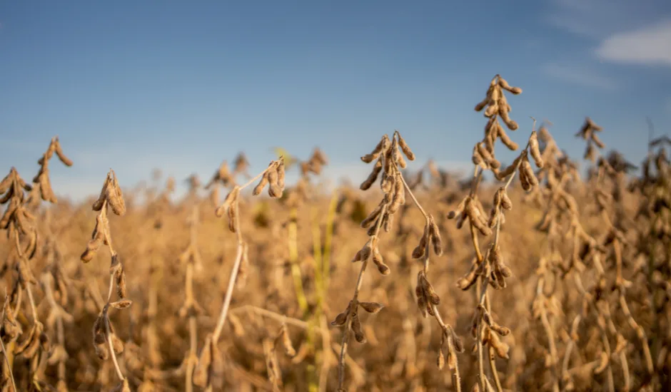 Apesar dos problemas climáticos, destaque vai para soja e milho