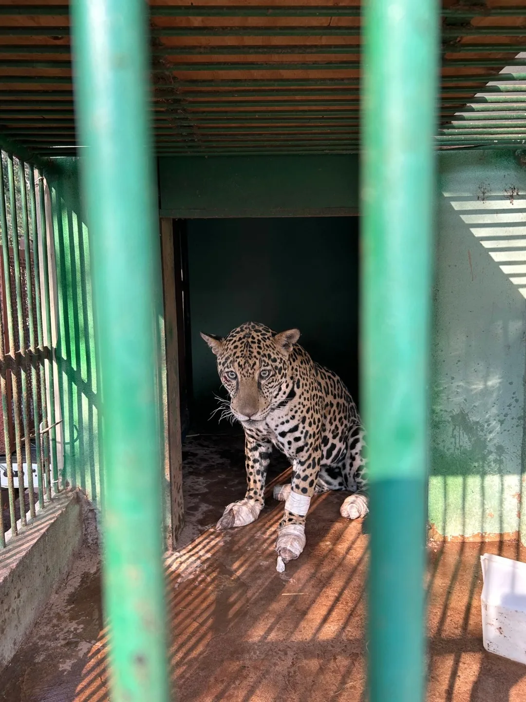 Onça-pintada já está se recuperando no Cras de Campo Grande - Divulgação/PMA