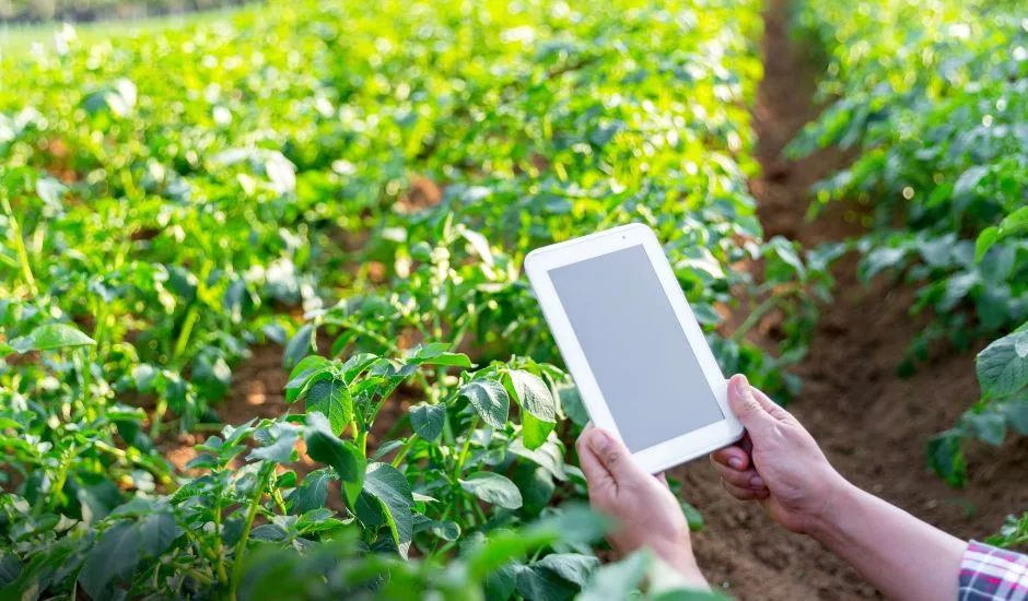 Manejo agronômico aliado às tecnologias aumenta comercialização - Foto: Reprodução/ Boonchok