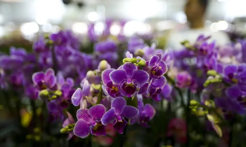 Estação das flores: período marca transição do tempo seco para o chuvoso. - Foto: Reprodução/Agência Brasil