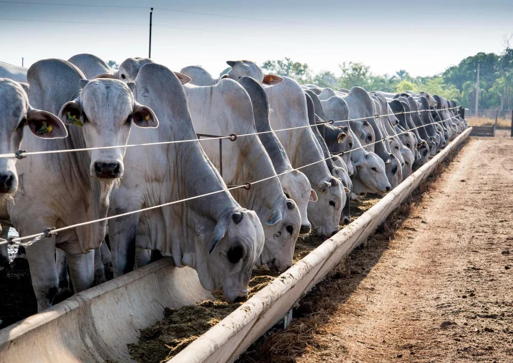 - Foto: Reprodução/ Presente Rural