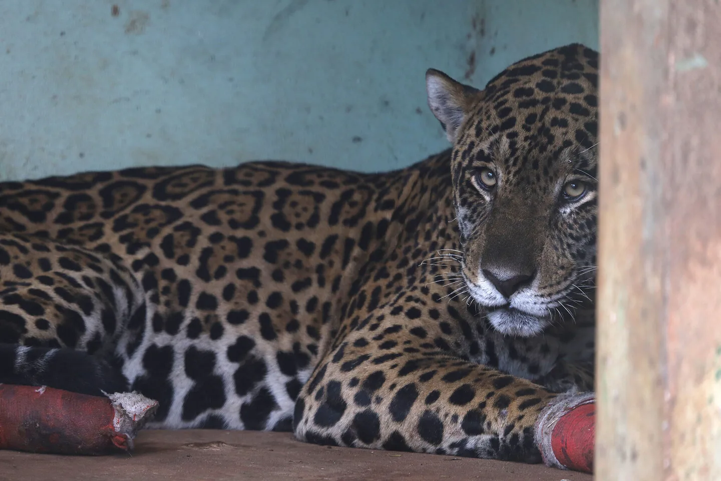 O felino foi resgatado debilitado na região do Passo do Lontra em Miranda - Foto: Reprodução/ Governo de MS