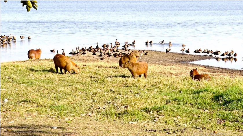 Capivaras enfrentam a escassez de alimento na Lagoa Maior - Reprodução TVC