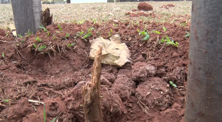 Gradis e mudas de árvores são destruídos na Lagoa Maior. - Foto: Reprodução/TVC