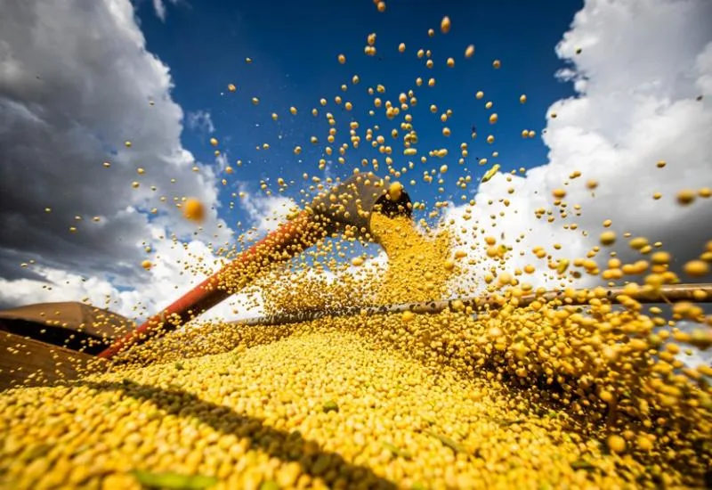 Preço na semana favoreceu a comercialização de 1 milhão de toneladas - Foto: Reprodução/ Famasul