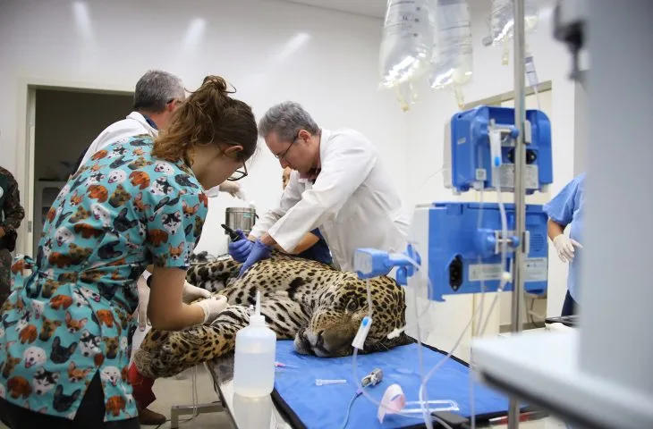 O caso que requer maior atenção dos veterinários é o do macho Antã, que apresenta comprometimento pulmonar - Foto: Álvaro Rezende/Gov-MS