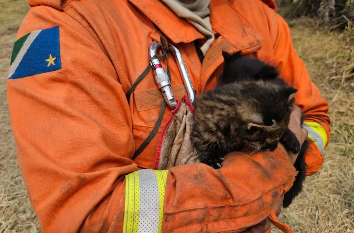 O gato melânico, condição genética considerada rara, apresenta padrão de pelagem totalmente preto - Foto: Reprodução/ Governo de MS