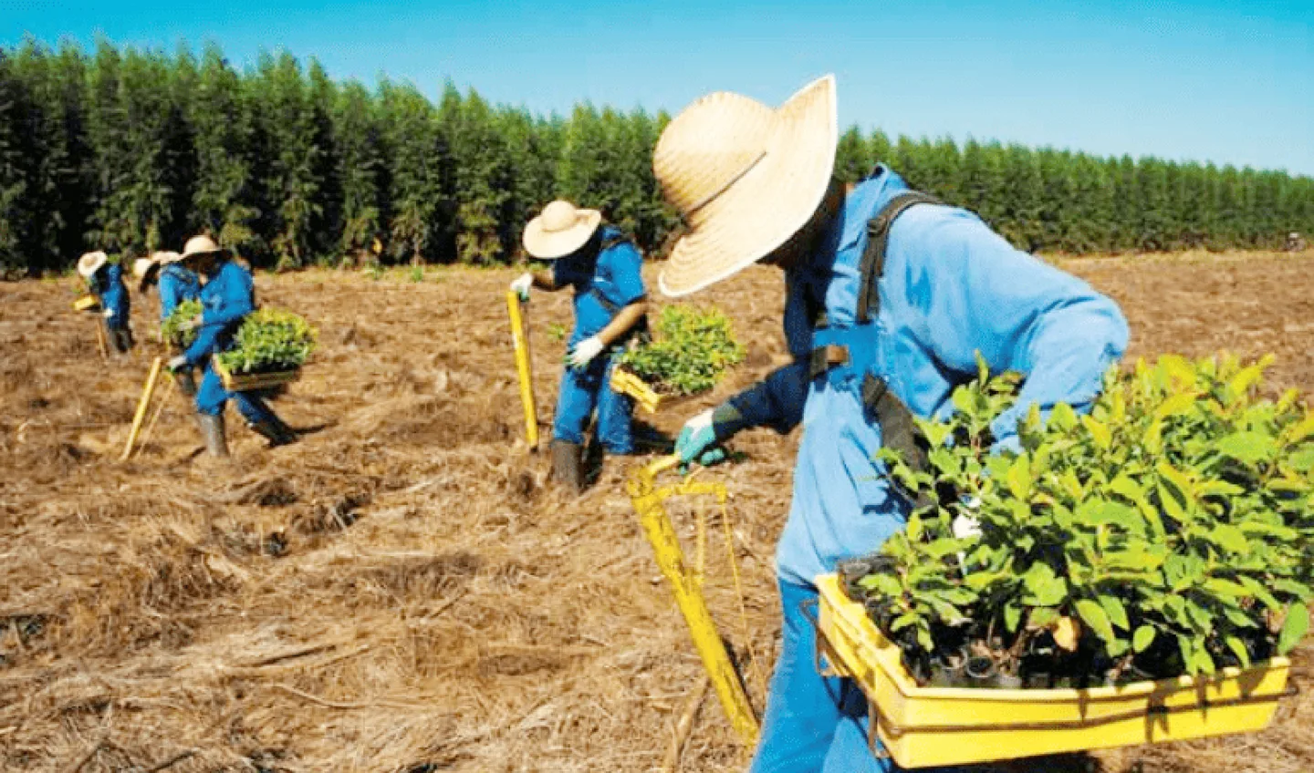 Setor Florestal  tem grande demanda por mão de obra - Divulgação