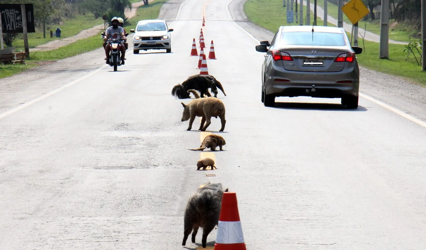 Campanha contará com cones de sinalização e a exposição de animais empalhados - Divulgação/Agesul