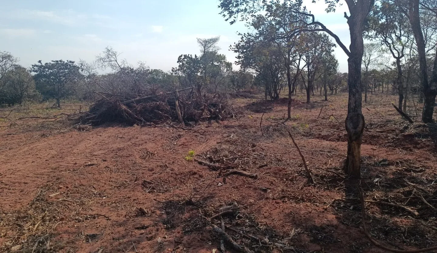 Proprietário é multado em quase R$ 25 mil por explorar 83 hectares de vegetação nativa sem autorização - Divulgação/PMA