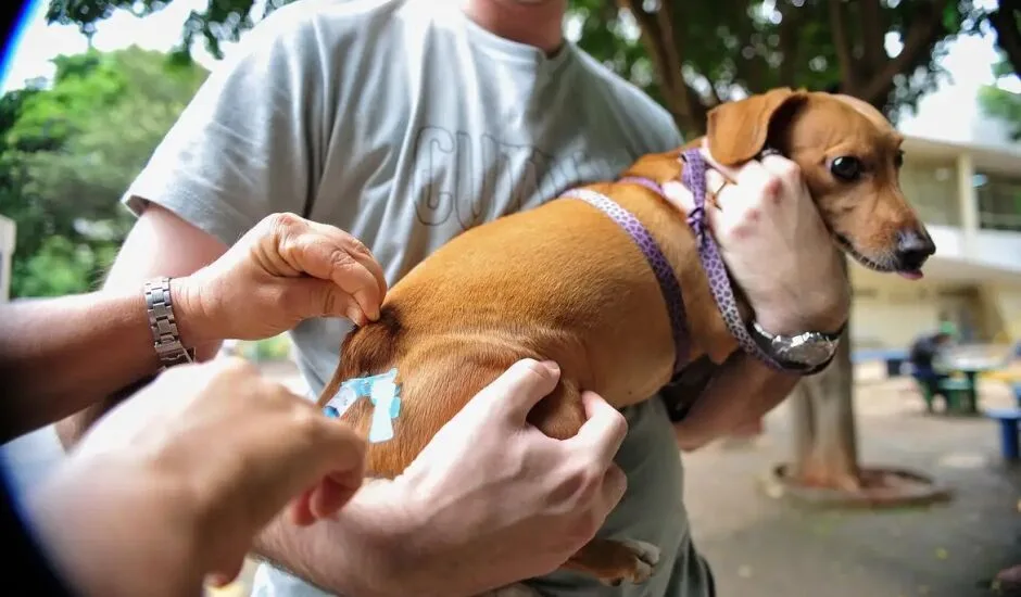 A imunização antirrábica deve ser feita anualmente em cães e gatos - Agência Brasil