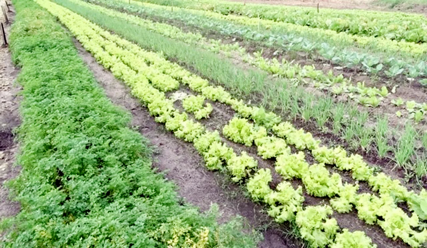 Cinturação Verde pode ser referência na produção da agricultura familiar de Paranaíba, com união de pequenos produtores. - Foto: Divulgação