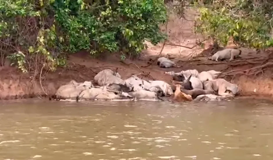 Há indícios de que os animais sofriam maus-tratos - Foto: Reprodução/Pescadores MS