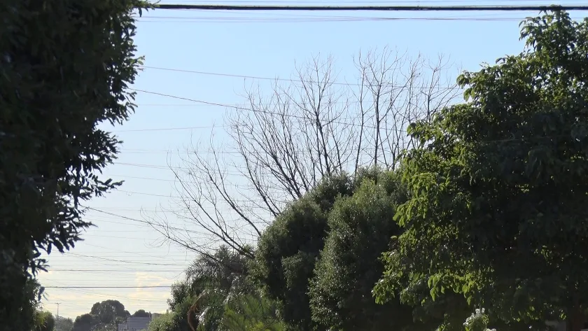 Neste período de seca, as árvores se tornam ainda mais essenciais para manter o equilíbrio da temperatura. - Foto: Arquivo/JPNews