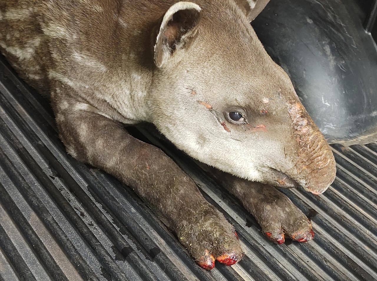 Ferido, o animal não apresentou resistência à captura - Foto: Reprodução/ PMA