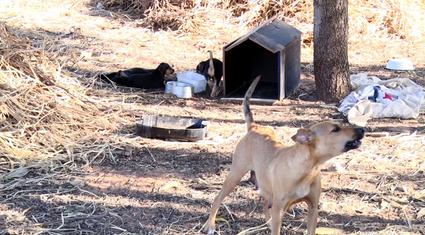 Castração de animais é uma das reivindicações. - Foto: Reprodução/TVC