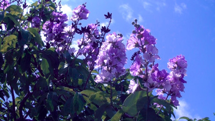 Flores encantam e embelezam trazendo o que, muitas vezes, é o mais necessário: a harmonia. - Hugo Leal/JPNEWS