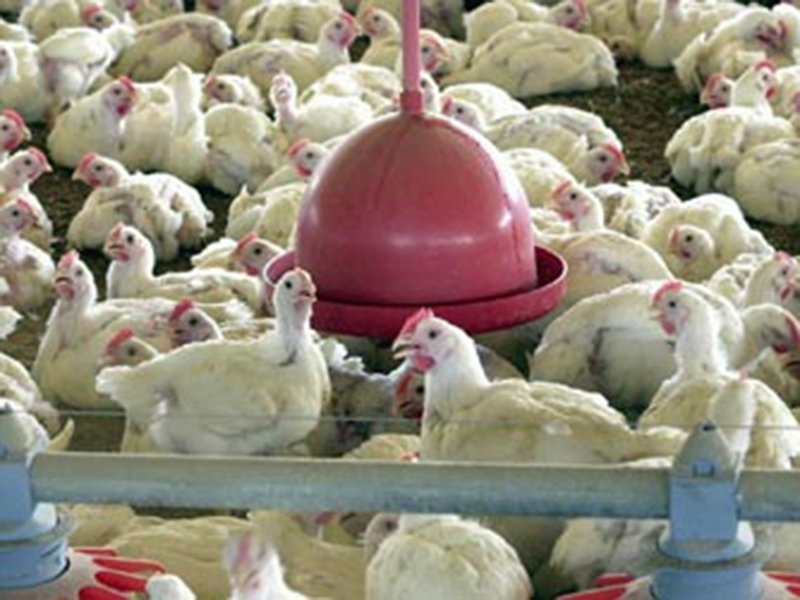 No terceiro trimestre deste ano, foram abatidos 1,5 bilhão de frangos, aumento de 7,1% - Arquivo/Agência Brasil No terceiro trimestre deste ano, foram abatidos 1,5 bilhão de frangos, aumento de 7,1% - Arquivo/Agência Brasil