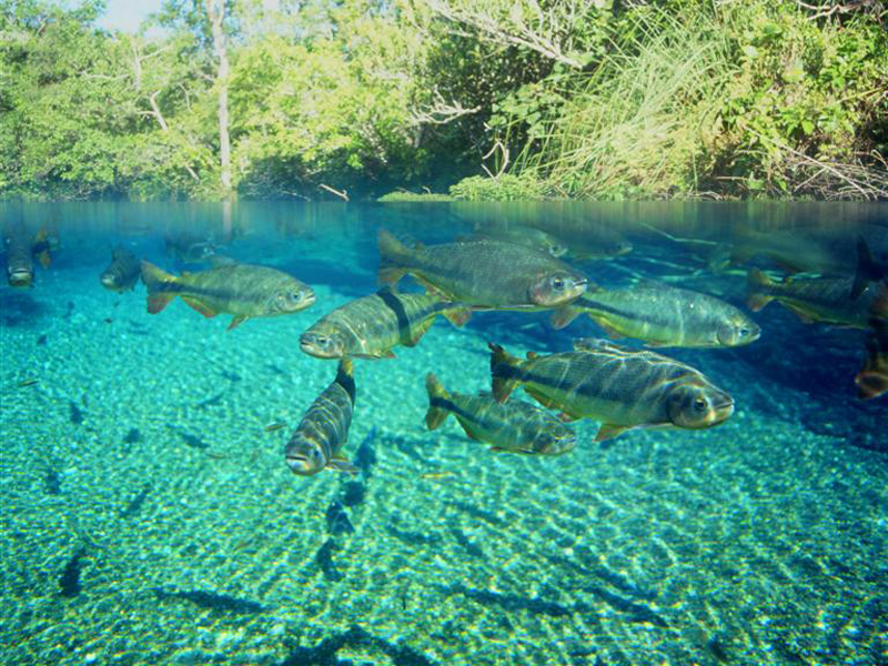 Bonito é considerada a capital do ecoturismo - Divulgação