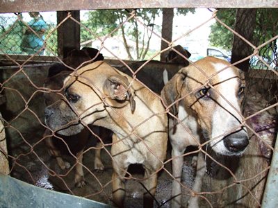 MPE propõe a criação de um centro de adoção de animais -