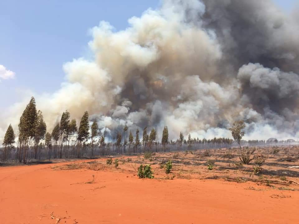 Incêndio florestal perto da área urbana de Três Lagoas consome floresta de eucalipto e ameaça propriedades rurais - Imagem enviada por whatsapp