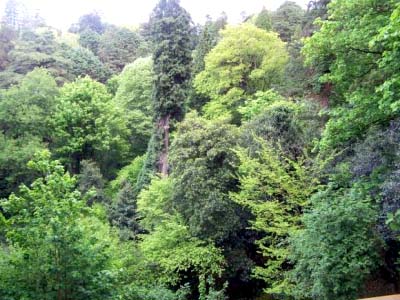 Finalidade de mostrar aos produtores as vantagens do cultivo de eucalipto e seringueira - Finalidade de mostrar aos produtores as vantagens do cultivo de eucalipto e seringueira -