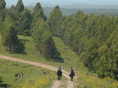 Os investimentos de grandes empresas estrangeiras no setor de silvicultura e celulose estão comprometidos - Os investimentos de grandes empresas estrangeiras no setor de silvicultura e celulose estão comprometidos -