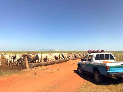 Os Policiais encontraram na fazenda em confinamento 1.800 cabeças de gado - Os Policiais encontraram na fazenda em confinamento 1.800 cabeças de gado -