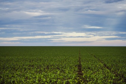O novo marco prevê alterações nos rótulos e na bula dos agrotóxicos para facilitar a identificação de riscos para a saúde humana. - Divulgação/Marcelo Camargo