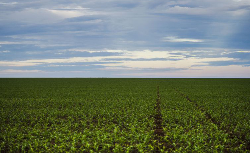 A produção agrícola do Brasil alcançou R$ 319,6 bilhões em 2017, uma queda de 0,6% em relação a 2016 - Marcelo Camargo/Agência Brasil