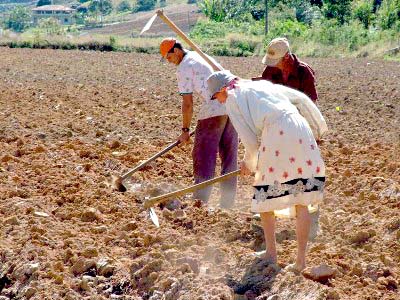 Medida garantiria sustentabilidade dos pequenos agricultores -