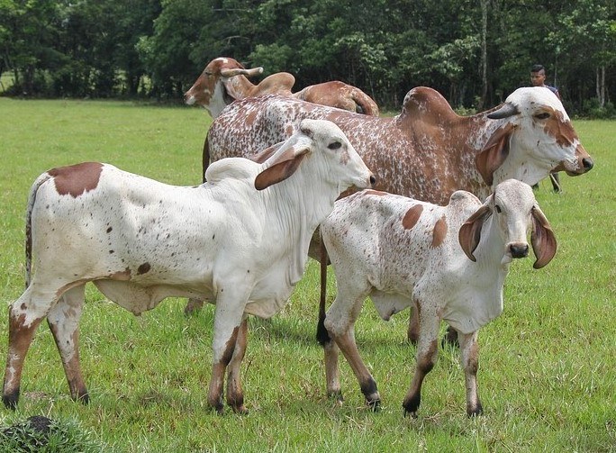 Animais da raça gir, zebuíno para produção de  carne e leite - MAPA