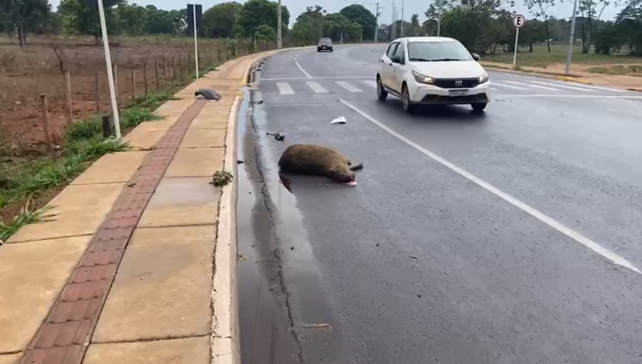 Estes animais costumam buscar alimentos entre as lagoas do município.