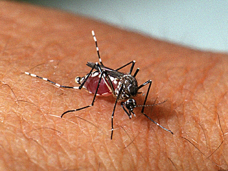 Aedes aegypti é transmissor da dengue, chikungunya e zika vírus - Divulgação/FioCruz